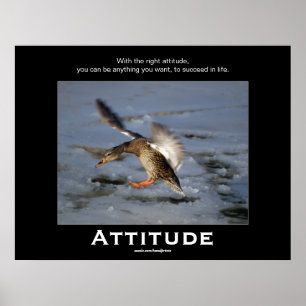 Attitude Mallard Duck Motivatie Posters