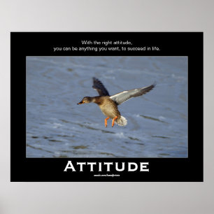 Attitude Mallard Duck Motivatie Posters