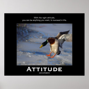 Attitude Mallard Duck Motivatie Posters