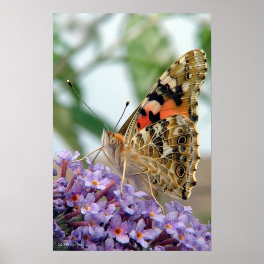 "Attitude"-Poster Poster (Voorkant)