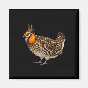 Attwaters Prairie Kippe Vogels Natuur Natuur Magneet