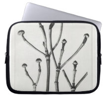 AU Naturel Botanical Print