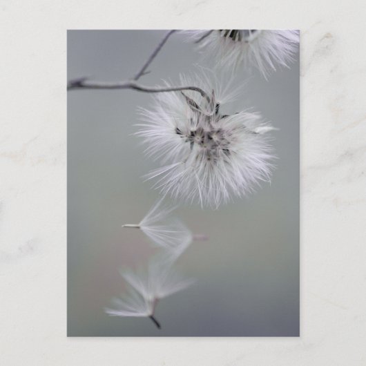 Au Revoir Autumn flower Seeds met CC0092 Briefkaart (Voorkant)