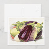 Aubergine botanische illustratie briefkaart (Voorkant / Achterkant)