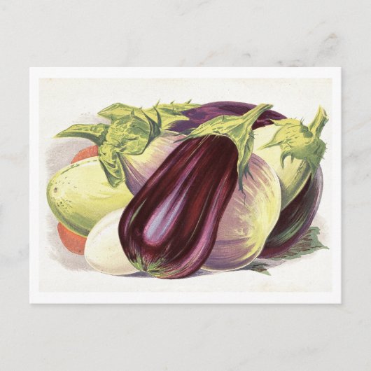 Aubergine botanische illustratie briefkaart (Voorkant)