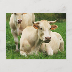 Aubrac Koeien in een veld Briefkaart