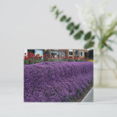 Aubreitta bank met Alyssum saxatile en tulpen Briefkaart (Staand voorkant)