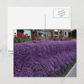 Aubreitta bank met Alyssum saxatile en tulpen Briefkaart (Voorkant / Achterkant)
