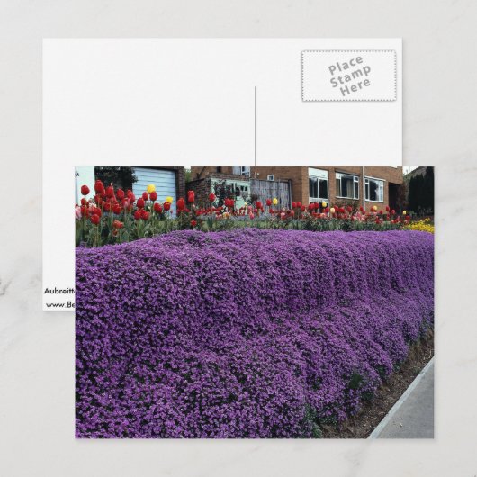 Aubreitta bank met Alyssum saxatile en tulpen Briefkaart (Voorkant / Achterkant)