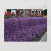 Aubreitta bank met Alyssum saxatile en tulpen Briefkaart (Voorkant)