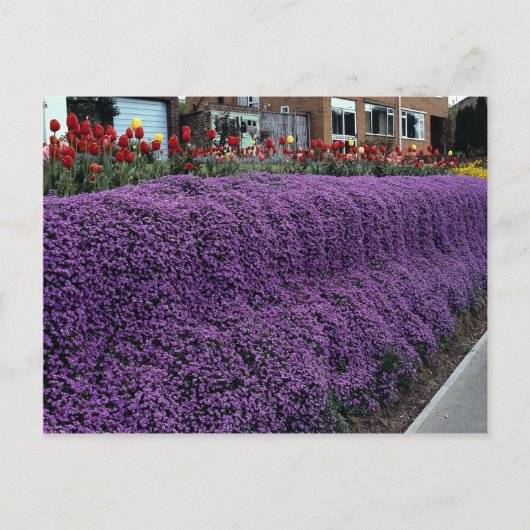 Aubreitta bank met Alyssum saxatile en tulpen Briefkaart (Voorkant)
