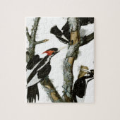 Aububon's Ivory-bult Woodpecker in Ash Tree Legpuzzel (Verticaal)