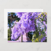 Auckland's Paarse prinsesboom Briefkaart (Voorkant / Achterkant)