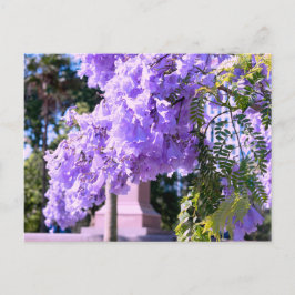 Auckland's Paarse prinsesboom Briefkaart