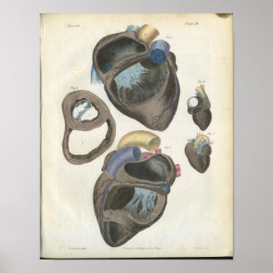 auditieve anatomie afdrukken poster