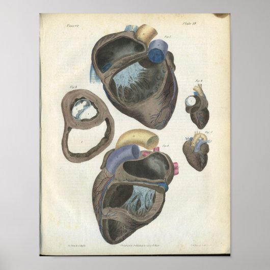 auditieve anatomie afdrukken poster (Voorkant)