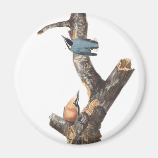 Audobon roodborst Nuthatch Magneet
