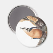 Audobon roodborst Nuthatch Magneet (Voorkant / Achterkant)