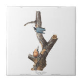Audobon roodborst Nuthatch Tegeltje (Voorkant)