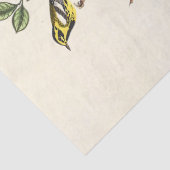 Audobon vogel ephemera tissuepapier (Detail)