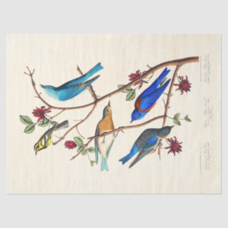 Audobon vogel ephemera tissuepapier