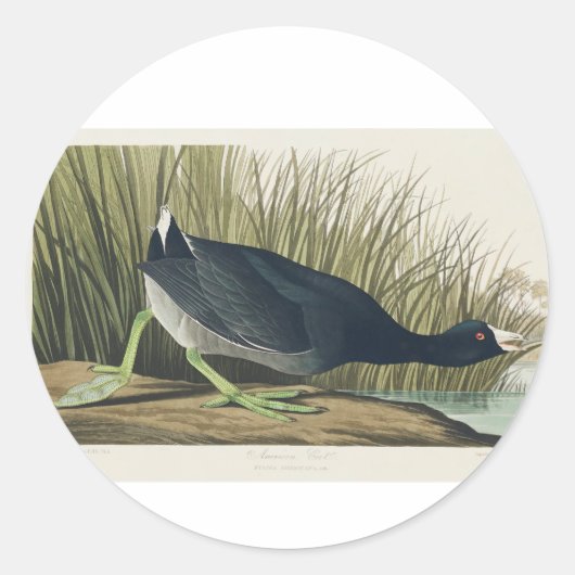 Audubon American Coot from Birds of America Ronde Sticker (Voorkant)