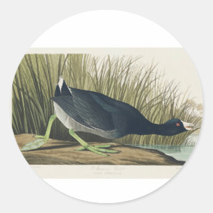 Audubon American Coot from Birds of America Ronde Sticker