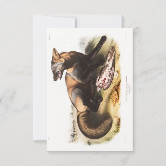 Audubon American Cross-Fox Portret Kaart (Voorkant)