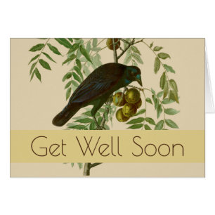 Audubon American Crow Black Bird