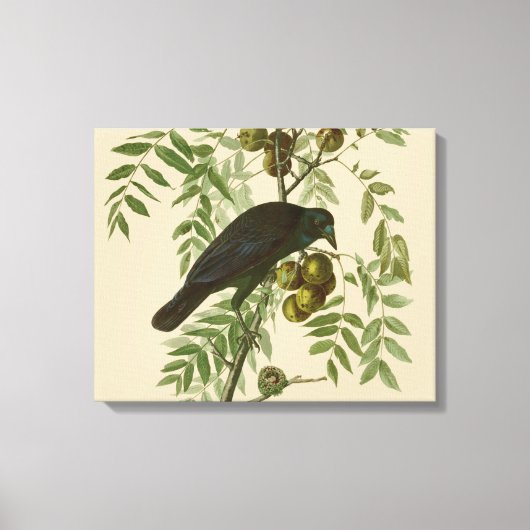 Audubon American Crow Black Bird Canvas Afdruk (Voorkant)