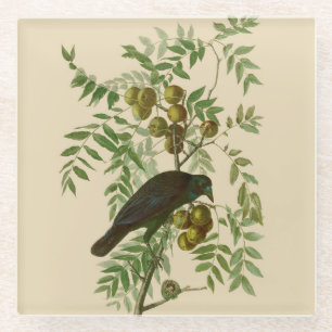 Audubon American Crow Black Bird Glazen Onderzetter