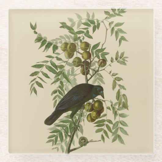 Audubon American Crow Black Bird Glazen Onderzetter (Voorkant)