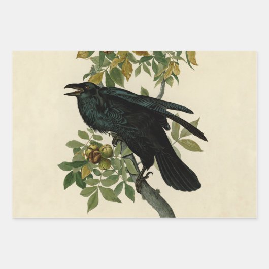Audubon American Crow Black Bird Inpakpapier Vel (Voorkant 2)