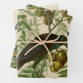 Audubon American Crow Black Bird Inpakpapier Vel (In situ)