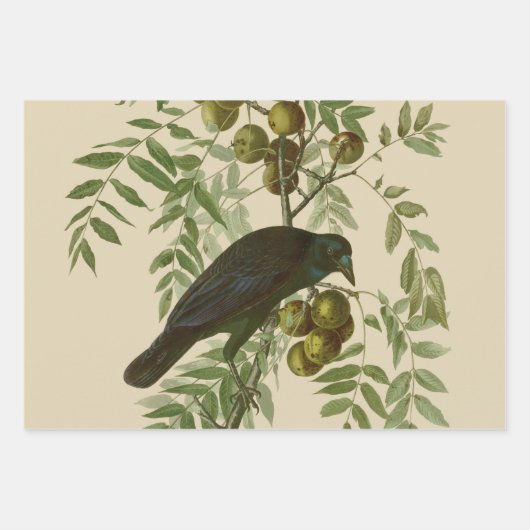 Audubon American Crow Black Bird Inpakpapier Vel (Voorkant)