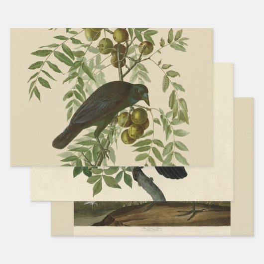 Audubon American Crow Black Bird Inpakpapier Vel (Set)
