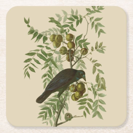 Audubon American Crow Black Bird Kartonnen Onderzetters (Voorkant)