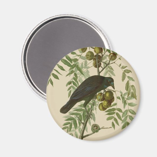 Audubon American Crow Black Bird Magneet (Voorkant / Achterkant)