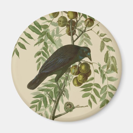 Audubon American Crow Black Bird Magneet (Voorkant)