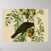 Audubon American Crow Black Bird Poster (Voorkant)