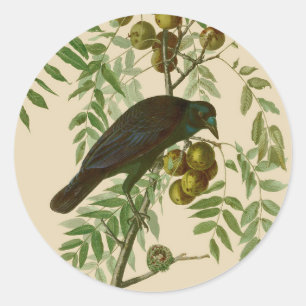 Audubon American Crow Black Bird Ronde Sticker