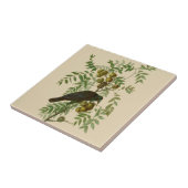 Audubon American Crow Black Bird Tegeltje (Zijkant)