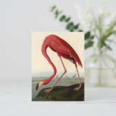 Audubon American Flamingo Briefkaart (Staand voorkant)