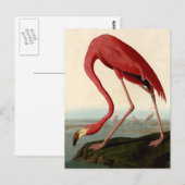 Audubon American Flamingo Briefkaart (Voorkant / Achterkant)