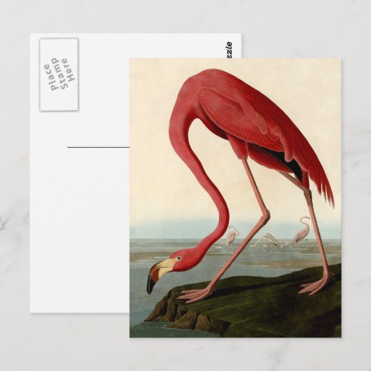 Audubon American Flamingo Briefkaart (Voorkant / Achterkant)