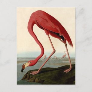 Audubon American Flamingo Briefkaart