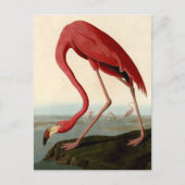Audubon American Flamingo Briefkaart (Voorkant)