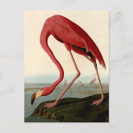 Audubon American Flamingo Briefkaart (Voorkant)
