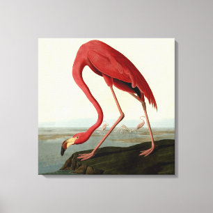 Audubon American Flamingo Canvas Afdruk