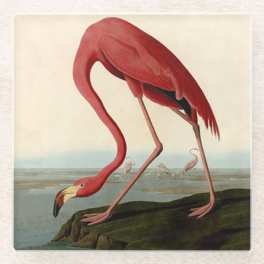 Audubon American Flamingo Glazen Onderzetter (Voorkant)